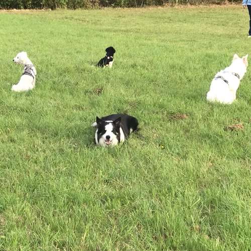 Hundeauslaufgebiet-Hundetraining Anja Baum-Bild