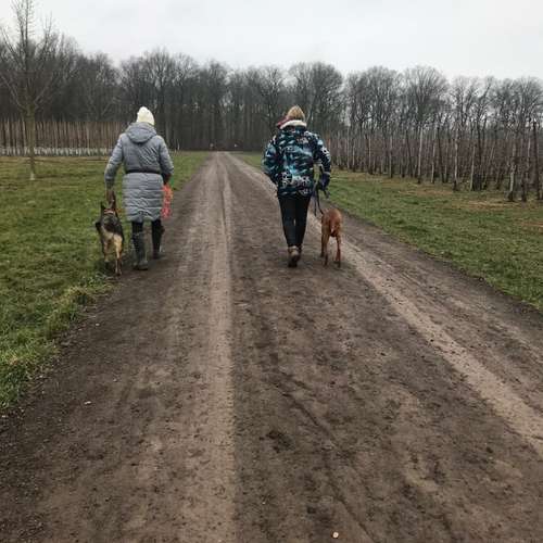 Hundeauslaufgebiet-Hundetraining Anja Baum-Bild
