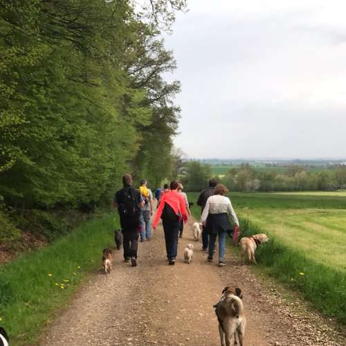 Hundeauslaufgebiet-Hundetraining Anja Baum-Bild