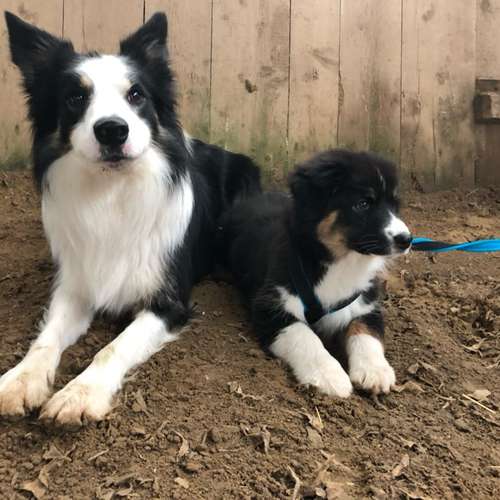 Hundeauslaufgebiet-Hundetraining Anja Baum-Bild