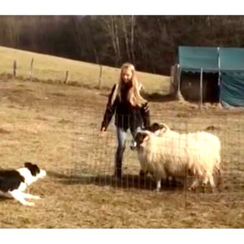 Hundeauslaufgebiet-Hundetraining Anja Baum-Bild