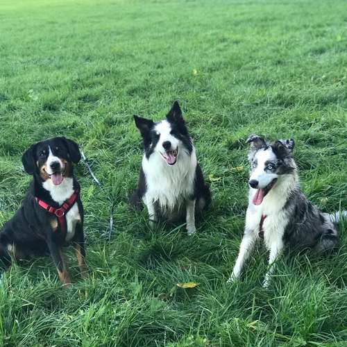 Hundeauslaufgebiet-Hundetraining Anja Baum-Bild