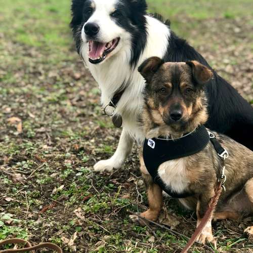 Hundeauslaufgebiet-Hundetraining Anja Baum-Bild