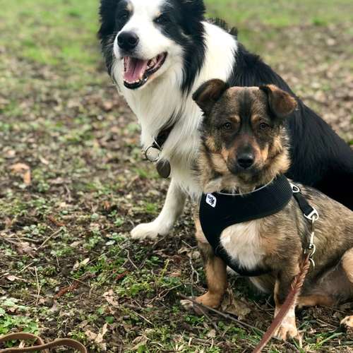 Hundeauslaufgebiet-Hundetraining Anja Baum-Bild