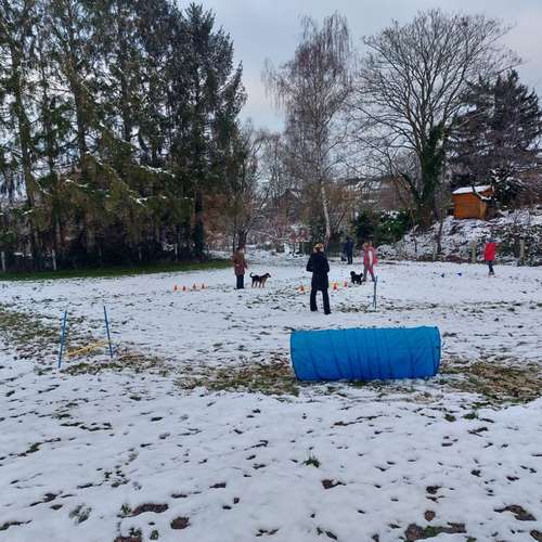 Hundeauslaufgebiet-Hundetraining Anja Baum-Bild