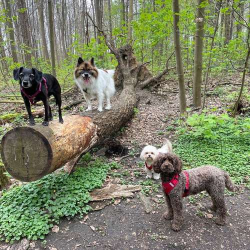 Hundeauslaufgebiet-Entdeckerpfoten-Bild