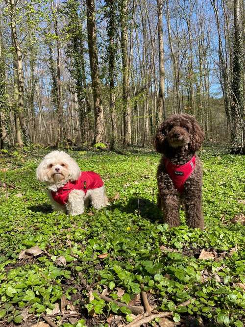 Hundeauslaufgebiet-Entdeckerpfoten-Bild