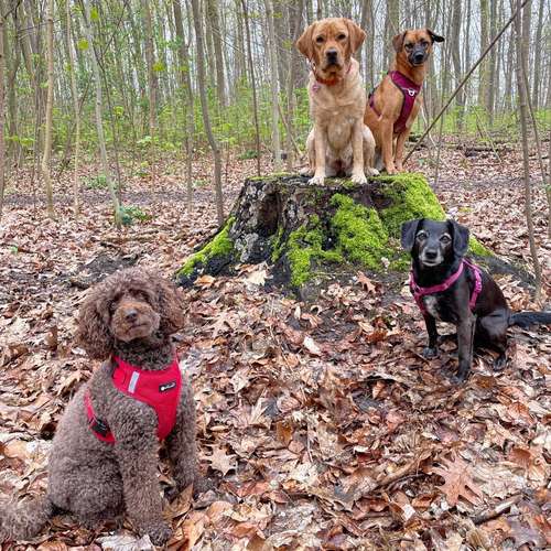 Hundeauslaufgebiet-Entdeckerpfoten-Bild