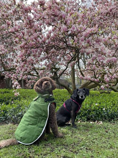 Hundeauslaufgebiet-Entdeckerpfoten-Bild