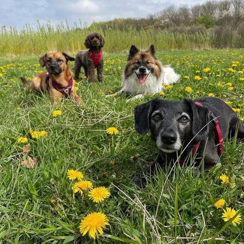 Hundeauslaufgebiet-Entdeckerpfoten-Bild