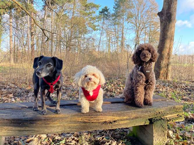 Hundeauslaufgebiet-Entdeckerpfoten-Bild