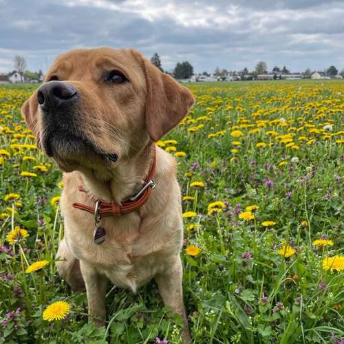 Hundeauslaufgebiet-Entdeckerpfoten-Bild