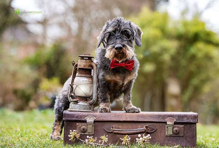 Hundeauslaufgebiet-Juliane Meyer-Bild