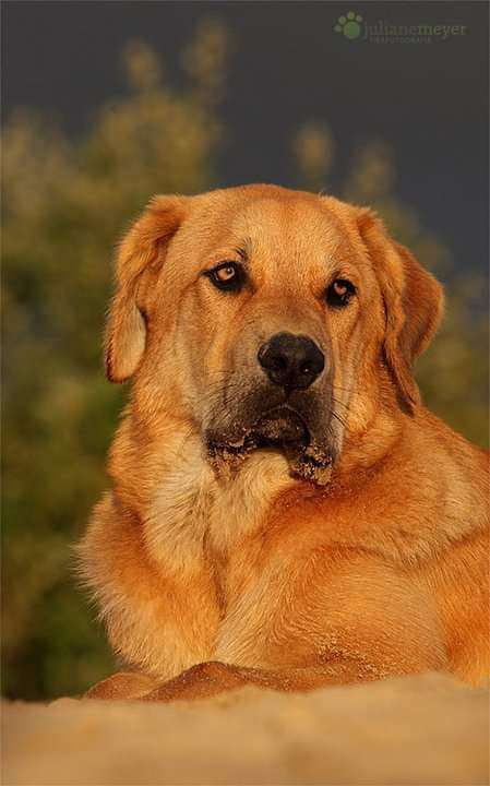 Hundeauslaufgebiet-Juliane Meyer-Bild