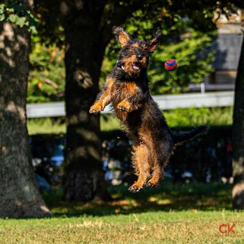 Hundeauslaufgebiet-Claudia Kniezanrek-Bild