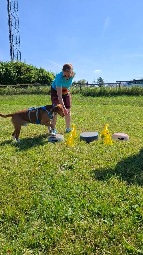 Hundeauslaufgebiet-Mobile Tierheilpraktikerin-Bild