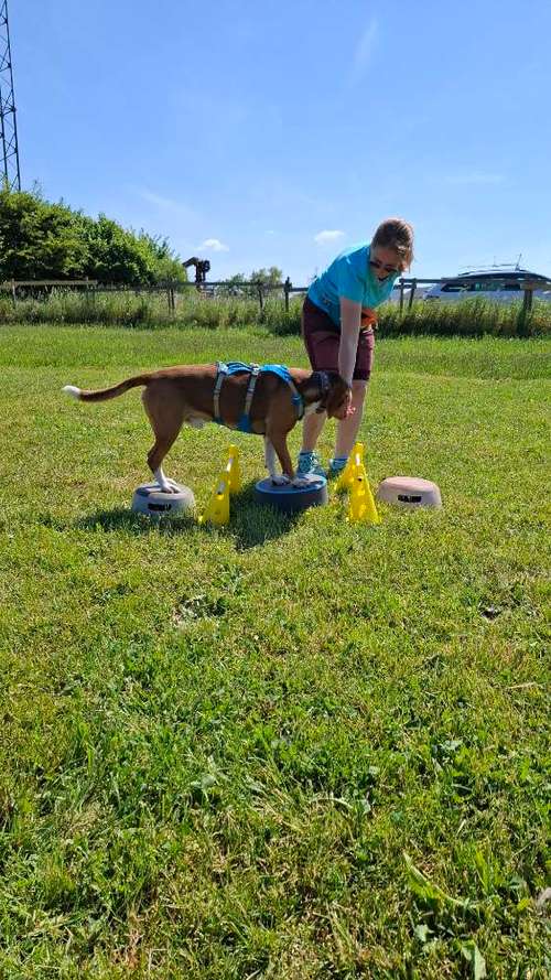 Hundeauslaufgebiet-Mobile Tierheilpraktikerin-Bild
