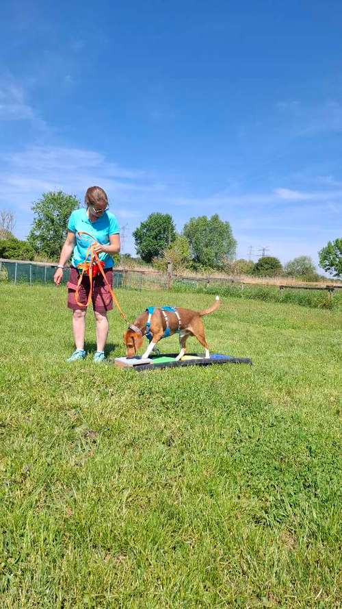 Hundeauslaufgebiet-Mobile Tierheilpraktikerin-Bild