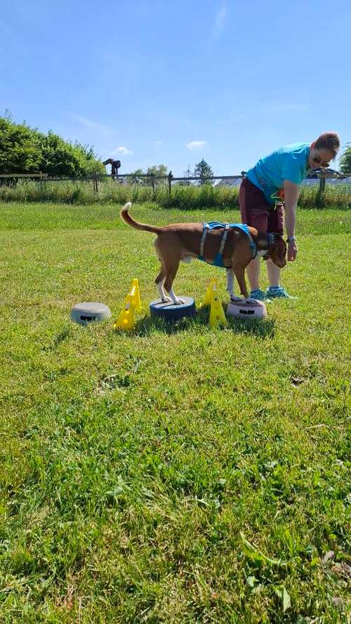 Hundeauslaufgebiet-Mobile Tierheilpraktikerin-Bild