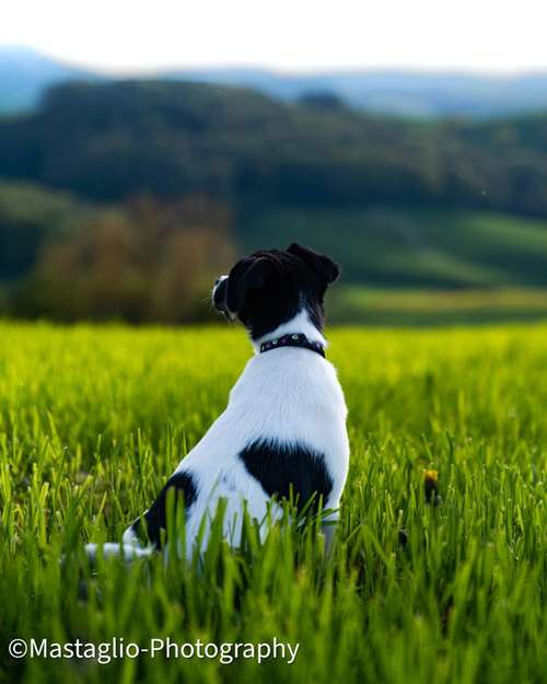 Hundeauslaufgebiet-Mastaglio-Photography-Bild