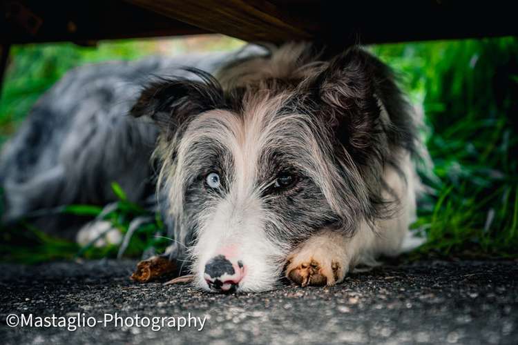 Hundeauslaufgebiet-Mastaglio-Photography-Bild