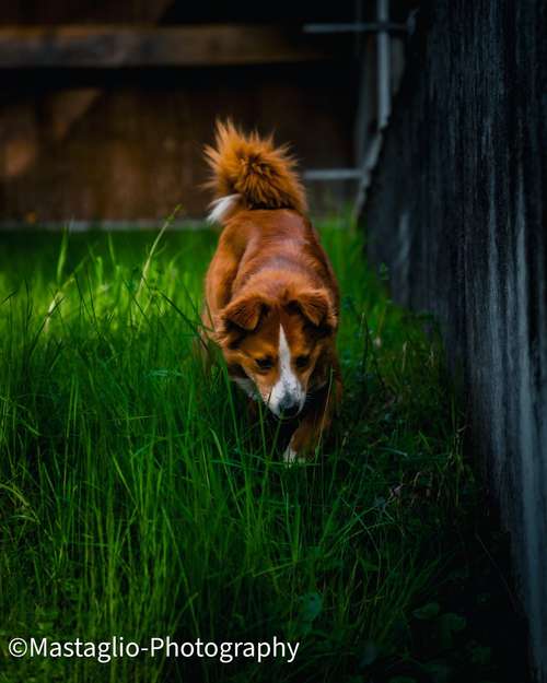Hundeauslaufgebiet-Mastaglio-Photography-Bild