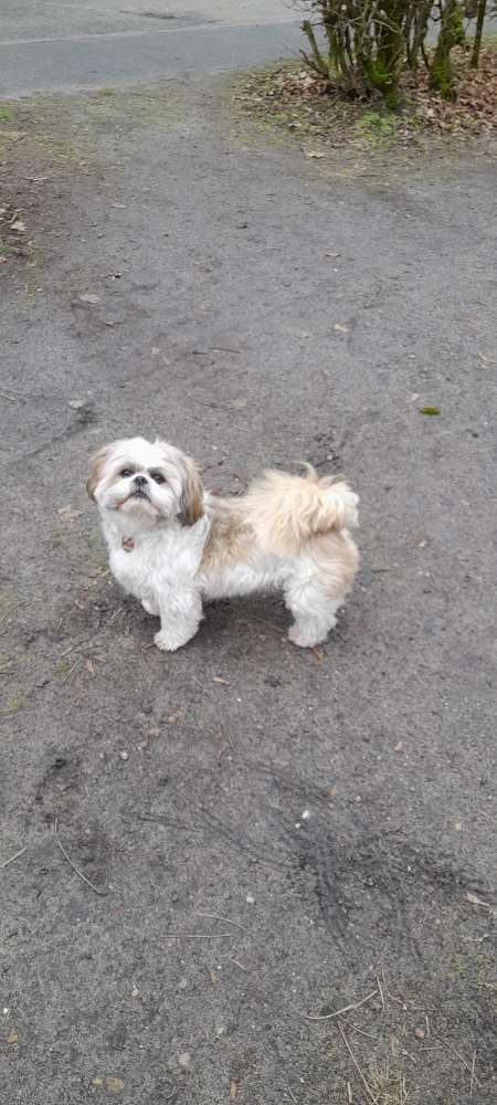 Hundeauslaufgebiet-Tierarztpraxis Lässig-Bild