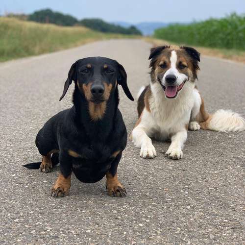 Hundeauslaufgebiet-Hundestube Zürcher Unterland-Bild