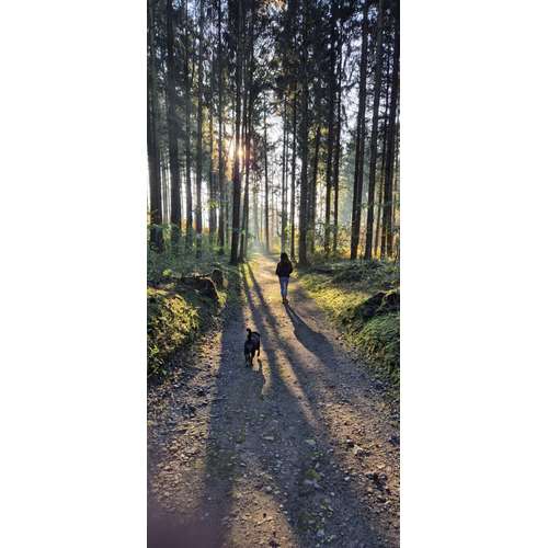 Hundeauslaufgebiet-Hundestube Zürcher Unterland-Bild