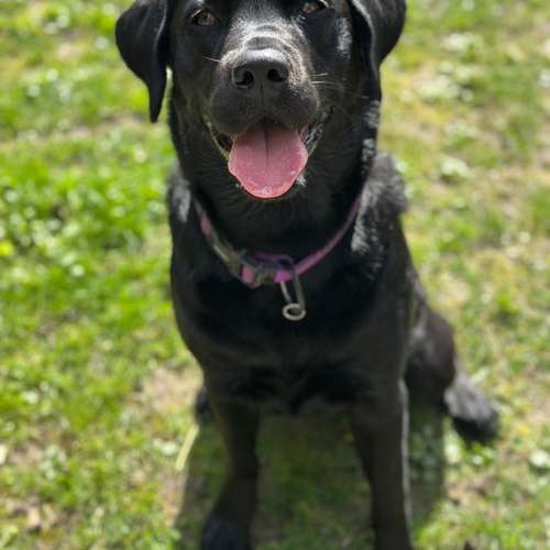 Hundeauslaufgebiet-Hundestube Zürcher Unterland-Bild