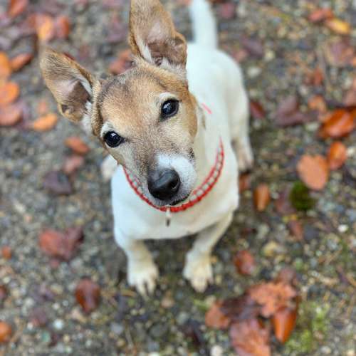 Hundeauslaufgebiet-Hundestube Zürcher Unterland-Bild