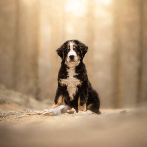 Hundeauslaufgebiet-Fellverliebt Fotografie | Janin-Bild