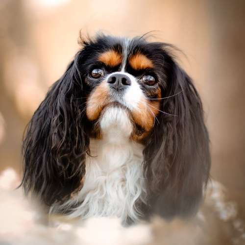 Hundeauslaufgebiet-Fellverliebt Fotografie | Janin-Bild