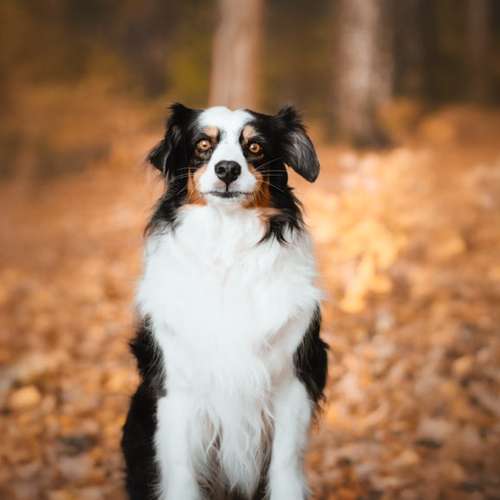 Hundeauslaufgebiet-Fellverliebt Fotografie | Janin-Bild
