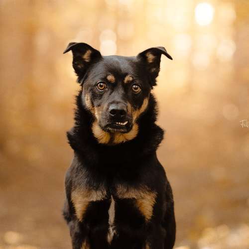 Hundeauslaufgebiet-Fellverliebt Fotografie | Janin-Bild