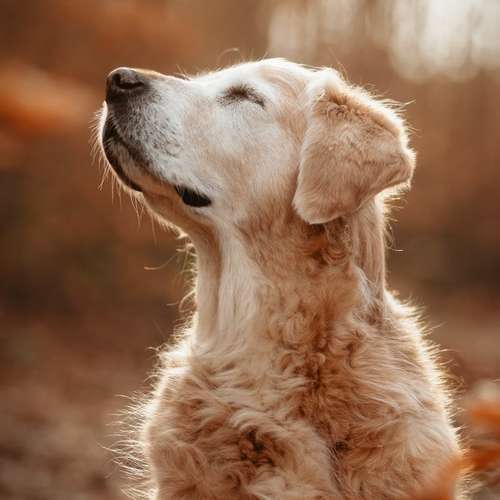 Hundeauslaufgebiet-Fellverliebt Fotografie | Janin-Bild
