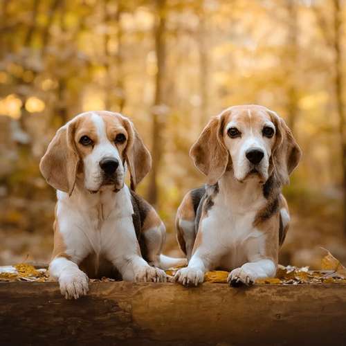 Hundeauslaufgebiet-Fellverliebt Fotografie | Janin-Bild