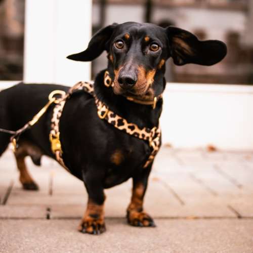 Hundeauslaufgebiet-Fellverliebt Fotografie | Janin-Bild