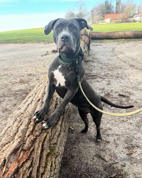 Hundeauslaufgebiet-Hundeschule Bühlerzell-Bild