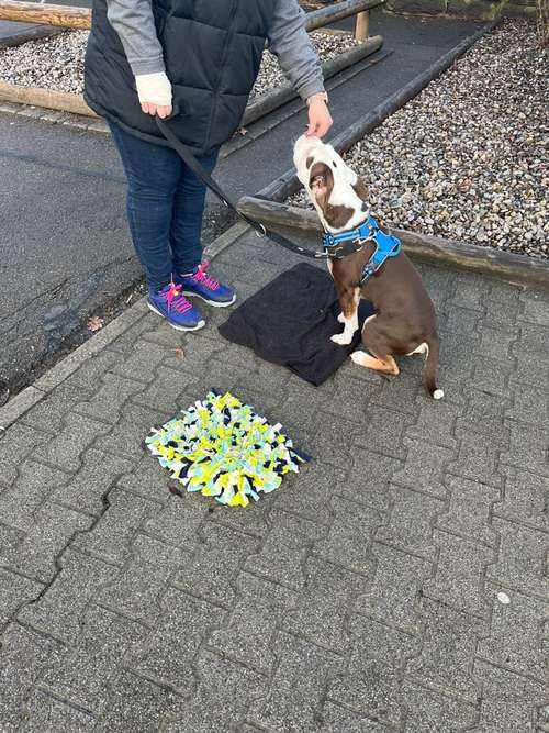 Hundeauslaufgebiet-Hundeschule Bühlerzell-Bild