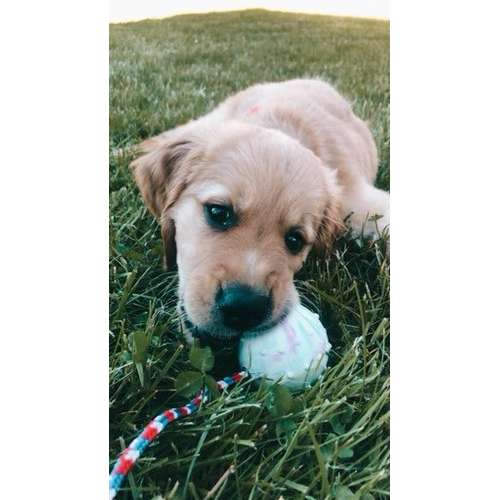 Hundeauslaufgebiet-Hundeschule Bühlerzell-Bild