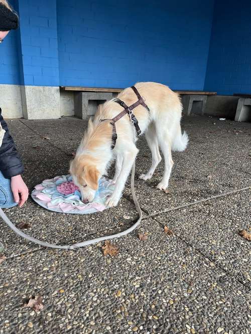 Hundeauslaufgebiet-Hundeschule Bühlerzell-Bild