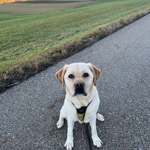 Hundeauslaufgebiet-Hundeschule Bühlerzell-Bild