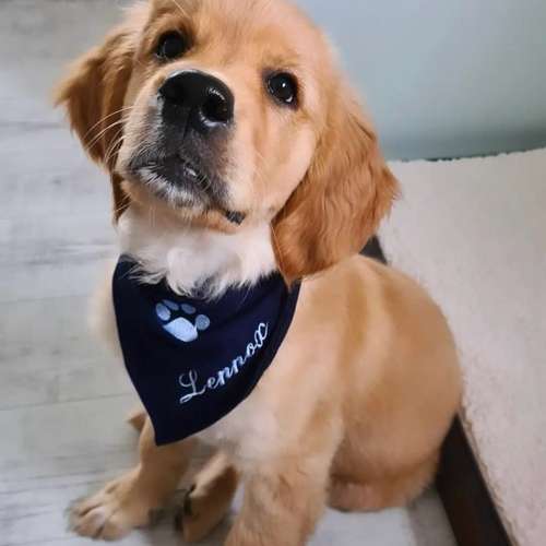 Hundeauslaufgebiet-Hundeschule Bühlerzell-Bild