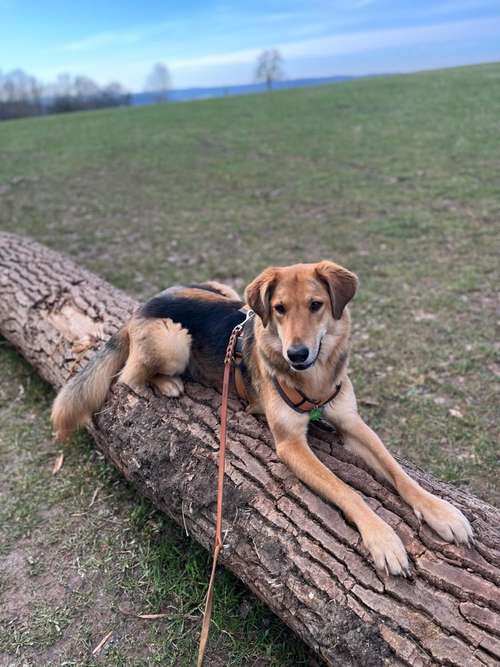 Hundeauslaufgebiet-Hundeschule Bühlerzell-Bild