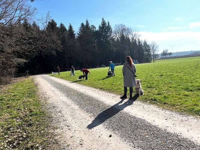 Hundeauslaufgebiet-Hundeschule Bühlerzell-Bild