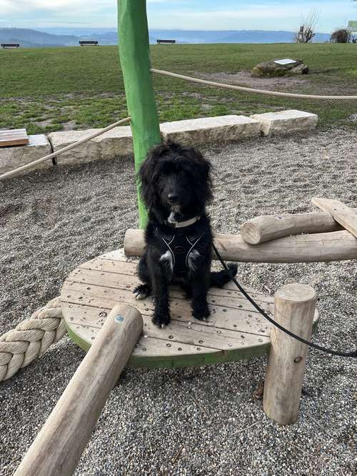 Hundeauslaufgebiet-Hundeschule Bühlerzell-Bild