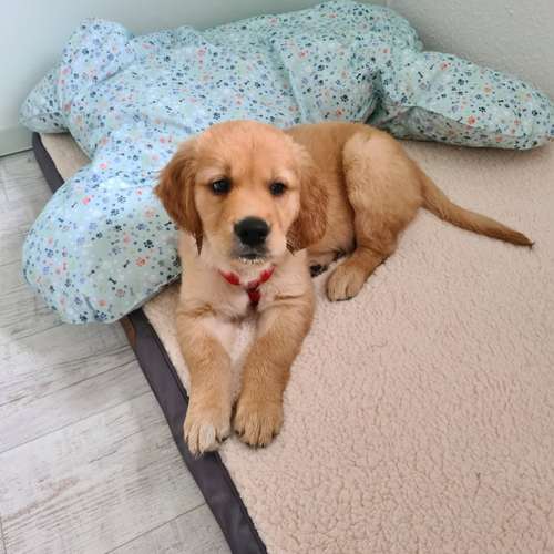 Hundeauslaufgebiet-Hundeschule Bühlerzell-Bild