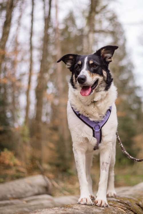 Hundeauslaufgebiet-Hundeschule Bühlerzell-Bild