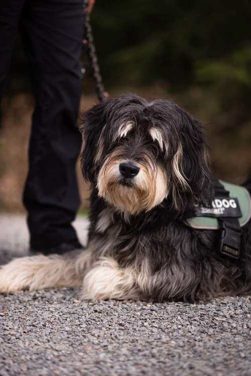 Hundeauslaufgebiet-Hundeschule Bühlerzell-Bild